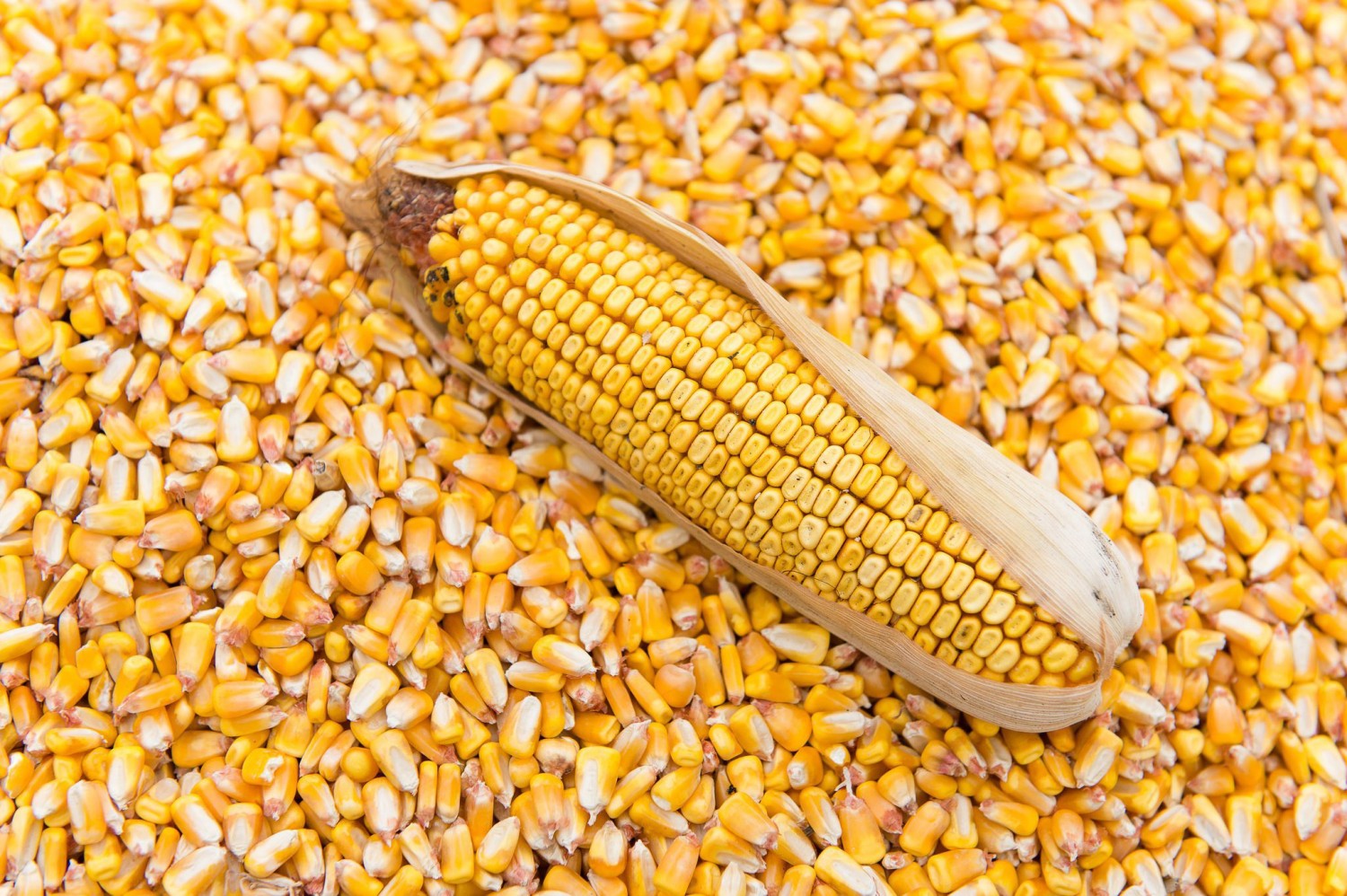Maize