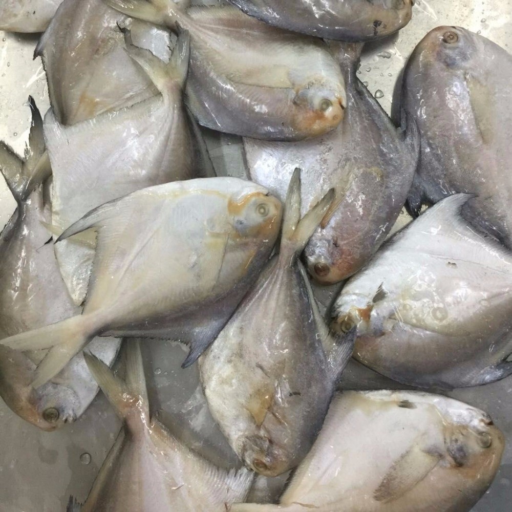 Fresh Frozen Cheap Price Frozen Silver Pomfret Fish White Pomfret Fish